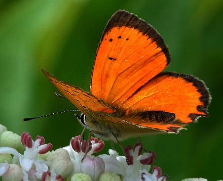 Grsk Ildfugl, Lycaena ottomana ses her p blomster af Sommer-Hyld, Sambucus ebulus. Beronov, Bulgarien d. 1 juli 2011. Fotograf; Martin Bjerg