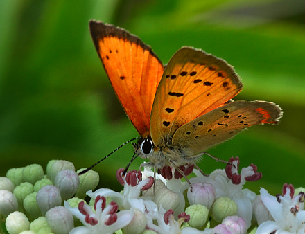 Grsk Ildfugl, Lycaena ottomana ses her p blomster af Sommer-Hyld, Sambucus ebulus. Beronov, Bulgarien d. 1 juli 2011. Fotograf; Martin Bjerg