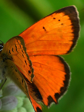 Græsk Ildfugl, Lycaena ottomana ses her på blomster af Sommer-Hyld, Sambucus ebulus. Beronov, Bulgarien d. 1 juli 2011. Fotograf; Martin Bjerg