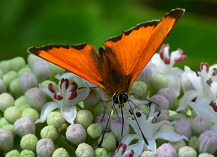 Grsk Ildfugl, Lycaena ottomana ses her p blomster af Sommer-Hyld, Sambucus ebulus. Beronov, Bulgarien d. 1 juli 2011. Fotograf; Martin Bjerg