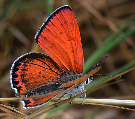 Østlig Ildfugl, Lycaena thersamon. Beronov, Bulgarien d. 1 juli 2011. Fotograf; Martin Bjerg
