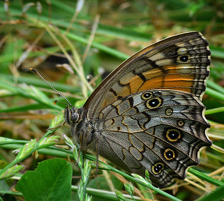 Reliefrandje, Kirinia roxelana. Medven, Bulgarien. d. 30 juni 2011. Fotograf:  Martin Bjerg