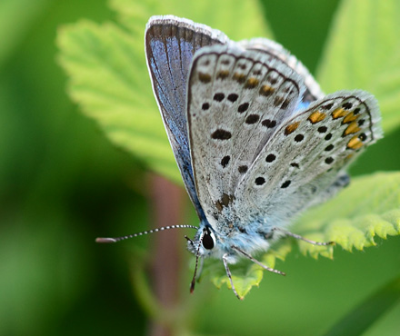 Klippeblfugl, Polyommatus eros ssp. eroides. Jeravna, Bulgarien d. 28 juni 2011. Fotograf; Martin Bjerg