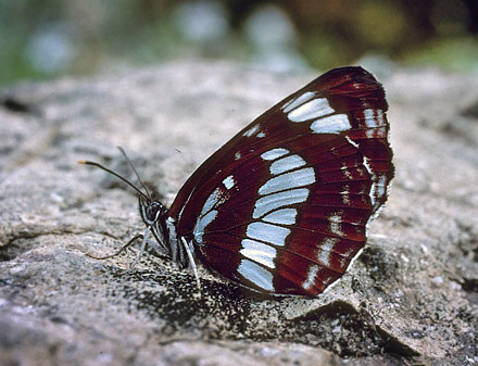 Enkeltbndet Sejler, Neptis rivularis. Rimetea, Rumnien d. 7 juni 2007. Fotograf; Tom Nygaard Kristensen