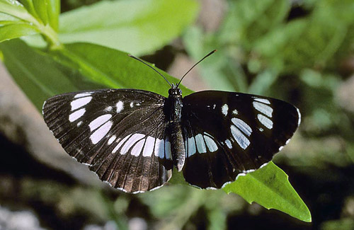 Enkeltbndet Sejler, Neptis rivularis. Rimetea, Rumnien d. 7 juni 2007. Fotograf; Tom Nygaard Kristensen