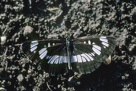 Enkeltbndet Sejler, Neptis rivularis. Rimetea, Rumnien d. 7 juni 2007. Fotograf; Tom Nygaard Kristensen