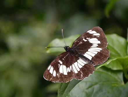 Enkeltbndet Sejler, Neptis rivularis. Val Cellina, Italien d. 26 juli 2011. Fotograf; Tom Nygaard Kristensen