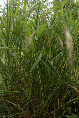 Rørgræs, Phalaris arundinacea, Lokalitet for Spejlbredpande d. 21 juli 2011 på Falster. Fotograf: Lars Andersen