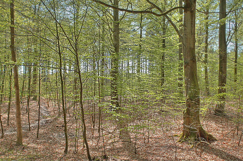 Gammel bøgeskov. Gunderup Kohave, Sjælland d. 25 april 2011. Fotograf: Lars Andersen