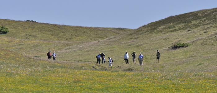 Makrofotograferne ved lokalitet for Hedepletvinge  Euphydryas aurinia. Snder Hje ved Brus, Lundby Hede, Nordjylland. d. 4 Juni 2011. Fotograf: Troells Melgaard