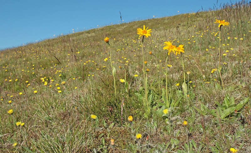 Lokalitet for Hedepletvinge  Euphydryas aurinia. Bakkerne ved Brus, Lundby Hede, Nordjylland. d. 4 Juni 2011. Fotograf: Lars Andersen