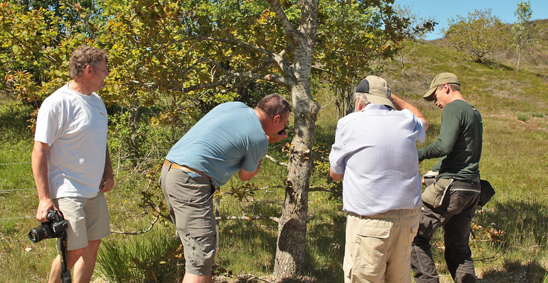 Her  har Kristian Graubk lige placeret to aftensvrmere p tret, og nu er 3 naturfotografer i gang med at fotograferer. Fra venstre Jimmy Lassen, Troells Melgaard og John Strange Petersen. Lundby Hede, Himmerland, Jylland, Danmark. d. 4 Juni 2011. Fotograf: Lars Andersen