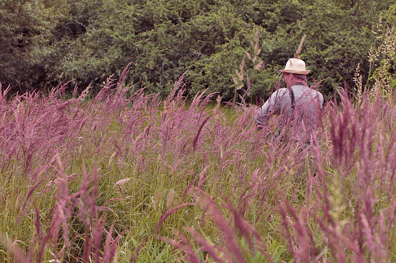 Her Jens Stolt i et Blåtopkær d. 30 juni 2011 på Møn. Fotograf: Lars Andersen