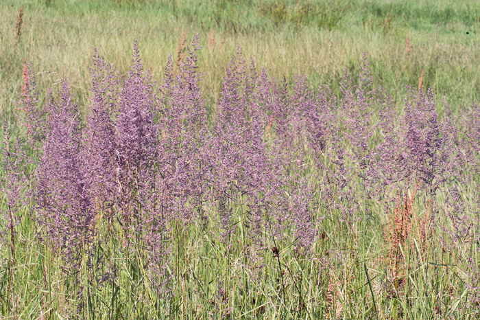 Her Eng -Rørhvene. Calamagrostis canescens d. 16 juli 2011 på Falster. Fotograf: Lars Andersen