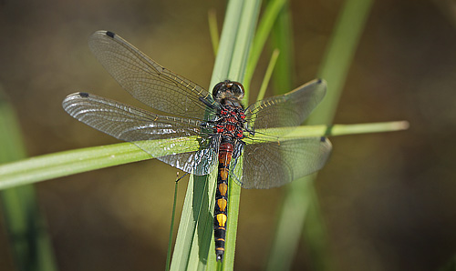 Stor Krguldsmed, Leucorrhinia pectoralis. Vaserne d. 30 maj 2011. Fotograf: Lars Andersen