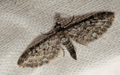 Smalvinget Lyngdværgmåler, Eupithecia nanata. RBlåvand, Sydvestjylland d. 7 maj 2011. Fotograf; Lars Andersen