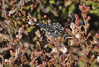 Melbrrismler, Macaria carbonaria. Dejbjerg Hede, Vestjylland d. 8 maj 2011. Fotograf Lars Andersen