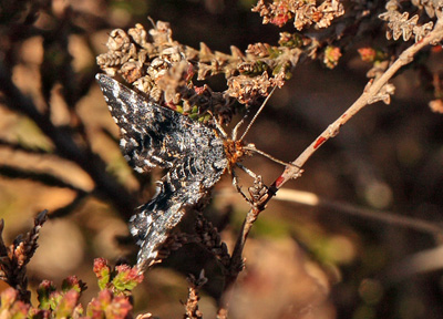 Melbrrismler, Macaria carbonaria. Dejbjerg Hede, Vestjylland d. 8 maj 2011. Fotograf Lars Andersen