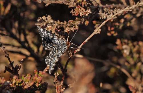 Melbrrismler, Macaria carbonaria. Dejbjerg Hede, Vestjylland d. 8 maj 2011. Fotograf Lars Andersen