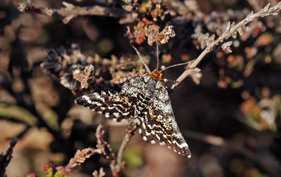Melbærrismåler, Macaria carbonaria. Dejbjerg Hede, Vestjylland d. 8 maj 2011. Fotograf Lars Andersen
