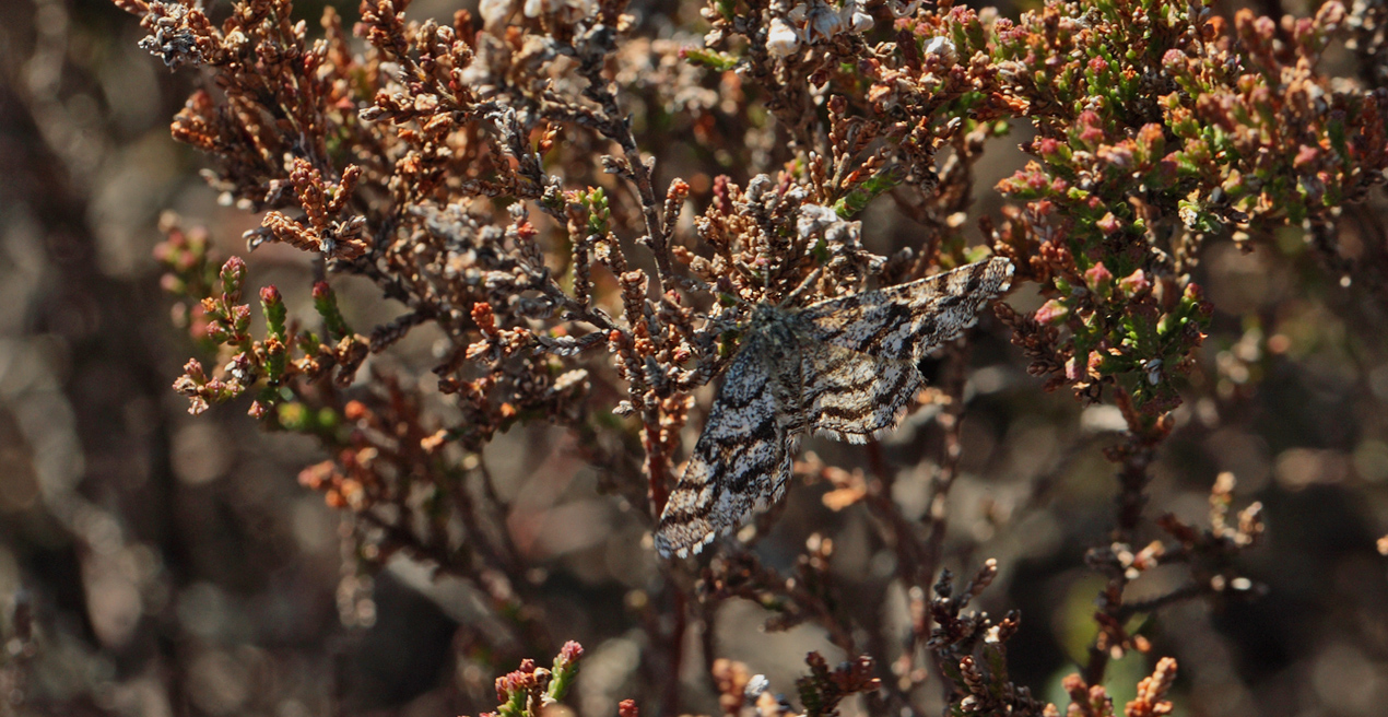 Lyngmåler, Ematurga atomaria hun. Dejbjerg Hede, Vestjylland d. 8 maj 2011. Fotograf Lars Andersen
