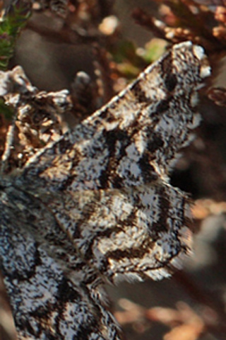 Lyngmler, Ematurga atomaria hun. Dejbjerg Hede, Vestjylland d. 8 maj 2011. Fotograf Lars Andersen