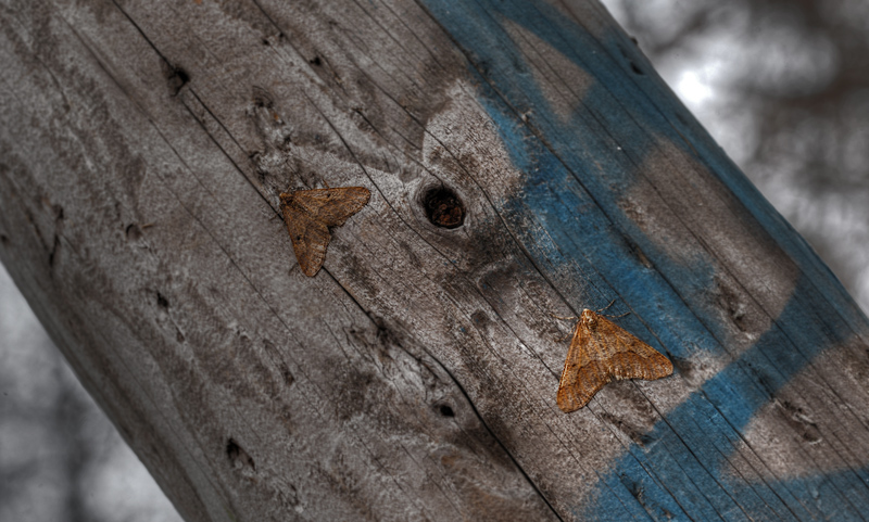 Stor Frostmler Erannis defoliaria, hanner. Raadvad d. 22/11 2011.  Fotograf: Lars Andersen