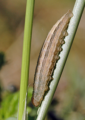 Sandrandøje, Hipparchia semele larve. Anholt.  4 juni 2011. Fotograf: Christian Videnkjær