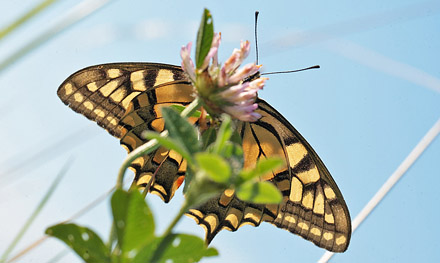 Svalehale, Papilio machaon han. Amager Flled. d. 18 juli 2011. Fotograf: Lars Andersen