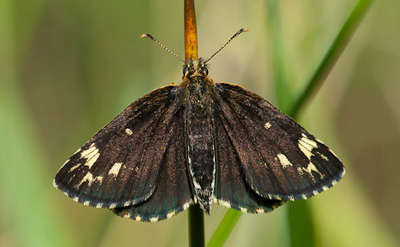 Spejlbredpande, Heteropterus morpheus hun. d. 19 juli 2011 på Falster. Fotograf: Tubas Løkkegaard