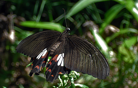 Common Mormon, Papilio polytes hun. Kolding d. 2 August 2011. Fotograf Vibeke Kristensen