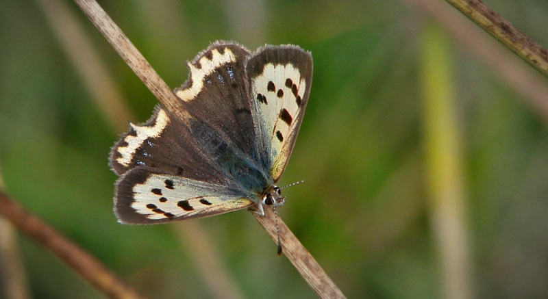 Lille Ildfugl, Lycaena plhaeas ab. schmidtii.. Tippernes Feltstation d. 8 August 2011. Fotograf ; Mogens Bak