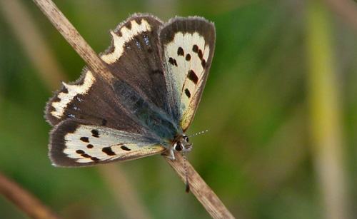 Lille Ildfugl, Lycaena plhaeas f. alba. Tippernes Feltstation d. 8 August 2011. Fotograf ; Mogens Bak