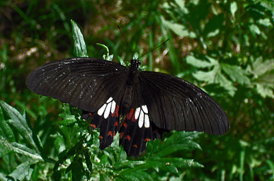 Common Mormon, Papilio polytes hun. Kolding d. 2 August 2011. Fotograf Vibeke Kristensen