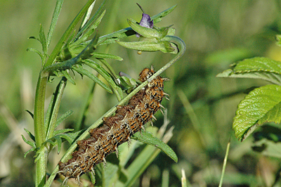 Klitperlemorsommerfugl, Argynnis niobe larve på Viol. Anholt.  4 juni 2011. Fotograf: Christian Videnkjær