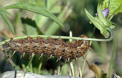 Klitperlemorsommerfugl, Argynnis niobe larve. Anholt.  4 juni 2011. Fotograf: Christian Videnkjr