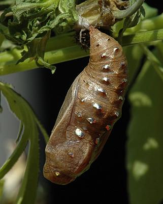 Klitperlemorsommerfugl, Argynnis niobe puppe som er fundet som larve d. 4 juni 2011. Anholt.  11 juni 2011. Fotograf: Christian Videnkjr