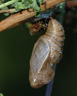 Klitperlemorsommerfugl, Argynnis niobe puppe som er fundet som larve d. 4 juni 2011. Anholt.  12 juni 2011. Fotograf: Christian Videnkjr
