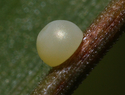 Æg på Rørgræs, Phalaris arundinacea, Lokalitet for Spejlbredpande d. 21 juli 2011 på Falster. Fotograf: Lars Andersen