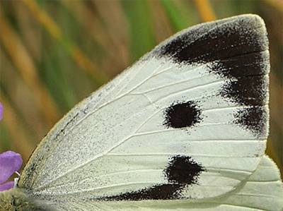 Stor Klsommerfugl, Pieris brassicae hun. Hrblle Pynt, Mn  d. 31 Juli 2011. Fotograf: Lars Andersen