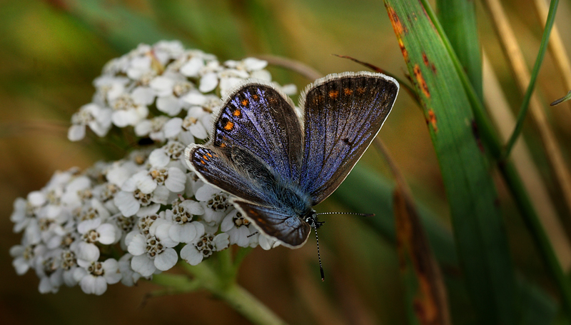 Almindelig blåfugl, Polyommatus icarus hun. Hårbølle Pynt, Møn d. 31 Juli 2011. Fotograf: Lars Andersen