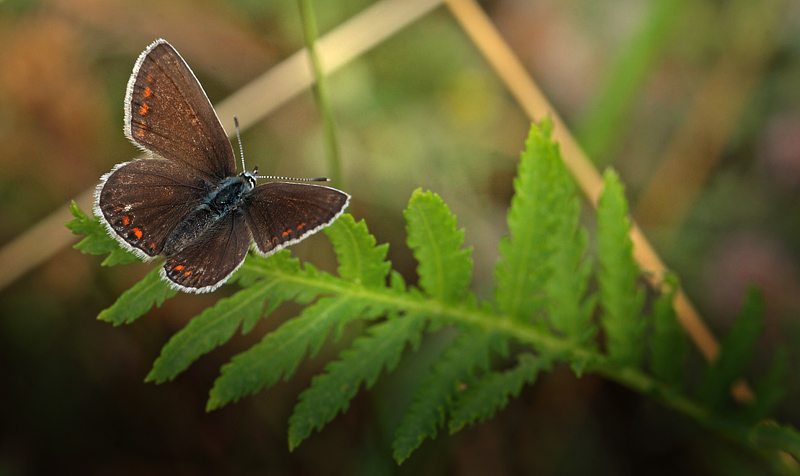 Almindelig blåfugl, Polyommatus icarus hun. Hårbølle Pynt, Møn d. 31 Juli 2011. Fotograf: Lars Andersen