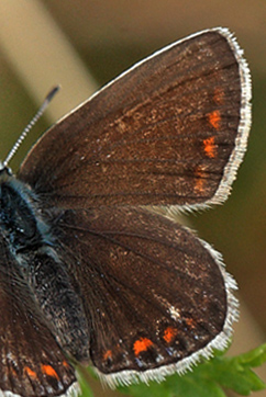Almindelig blåfugl, Polyommatus icarus hun. Hårbølle Pynt, Møn d. 31 Juli 2011. Fotograf: Lars Andersen