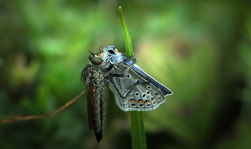 Rovflue, Eutolmus rufibarbis med Almindelig blåfugl, Polyommatus icarus han, og en Minérflue, Phytomyza chaerophylli ser til. Hårbølle Pynt, Møn d. 31 Juli 2011. Fotograf: Lars Andersen