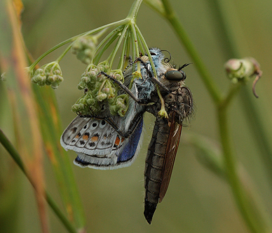 Rovflue, Eutolmus rufibarbis med Almindelig blåfugl, Polyommatus icarus han, og en Minérflue, Phytomyza chaerophylli ser til. Hårbølle Pynt, Møn d. 31 Juli 2011. Fotograf: Lars Andersen