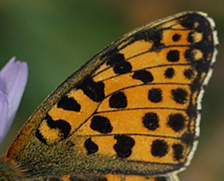 Storplettet perlemorsommerfugl, Issoria lathonia. Hårbølle Pynt, Møn d. 31 Juli 2011. Fotograf: Lars Andersen