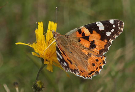 Tidselsommerfugl, Vanessa cardui. Bøtø diget, Falster, Danmark 7 august 2011. Fotograf: Lars Andersen