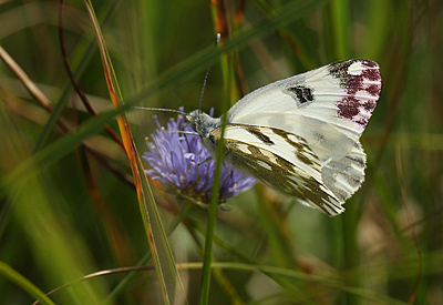 Grnbroget Hvidvinge / Grnbroget klsommerfugl, Pontia edusa. Bt diget  d. 3 august 2011. Fotograf: Lars Andersen