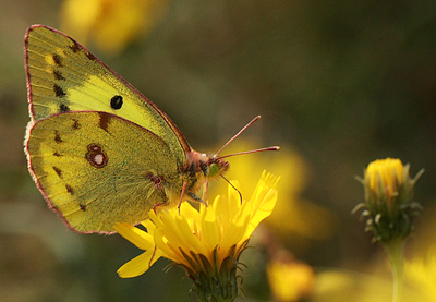 Gul høsommerfugl, Colias hyale han. Bøtø diget, Falster, Danmark 7 august 2011. Fotograf: Lars Andersen
