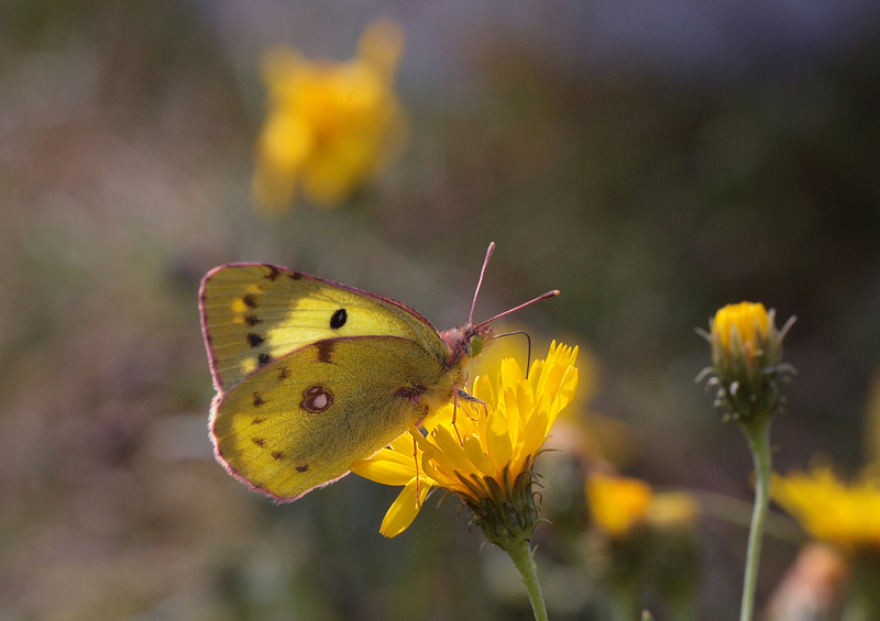 Gul Høsommerfugl, Colias hyale han. Bøtø diget, Falster, Danmark 7 august 2011. Fotograf: Lars Andersen